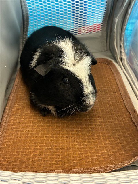 BILLY - Guinea Pig available for adoption