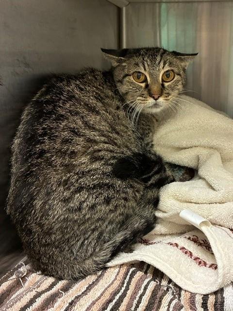 *MISH MOSH - Domestic Short Hair available for adoption