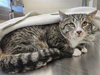 *BOBSLEIGH - Photo 1