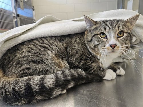 *BOBSLEIGH - Domestic Short Hair available for adoption