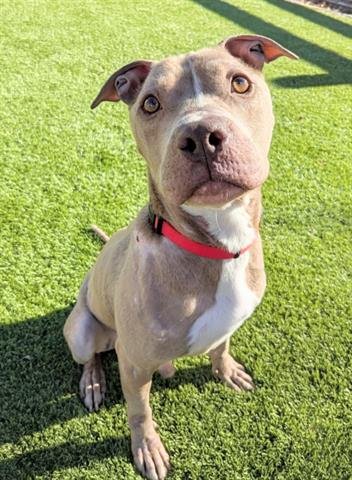*DOBBY - Pit Bull Terrier available for adoption