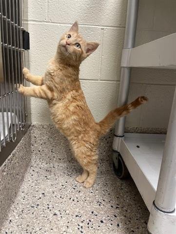 *SPROUT - Domestic Short Hair available for adoption