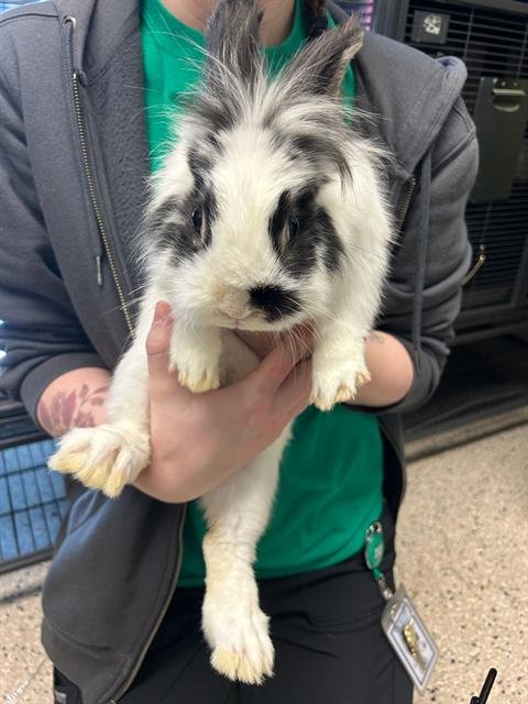 SNOWY - Longhaired Rabbit available for adoption