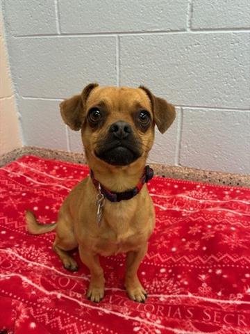 *LIL BEAR - Chihuahua available for adoption