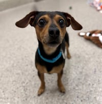 CHICO - Photo 1