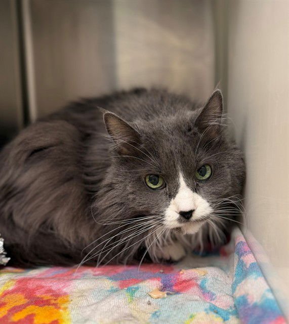 *YOSHIDA - Domestic Long Hair available for adoption