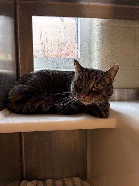 OTHELLO - Domestic Short Hair available for adoption