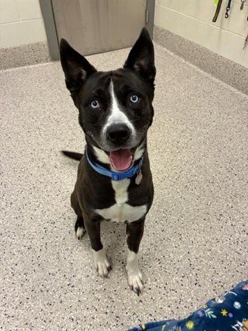 *GARY - Siberian Husky available for adoption