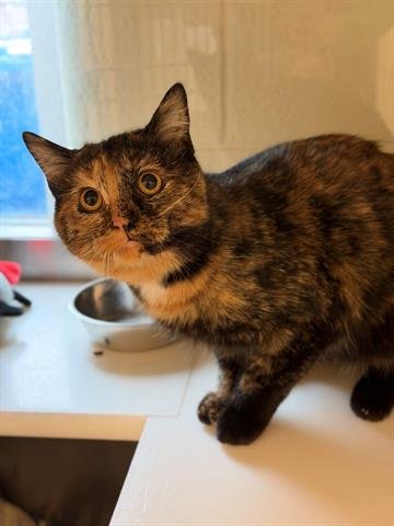 *GRAVY - Domestic Short Hair available for adoption