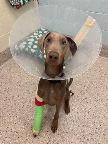 COOPER - Doberman Pinscher available for adoption