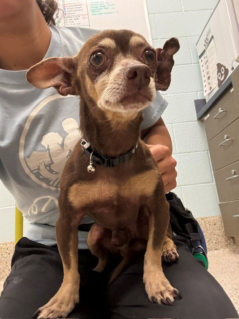 *FENWAY - Chihuahua available for adoption