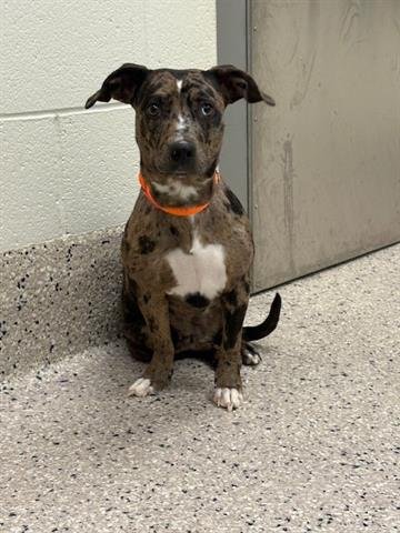 OREO - Catahoula Leopard Dog available for adoption