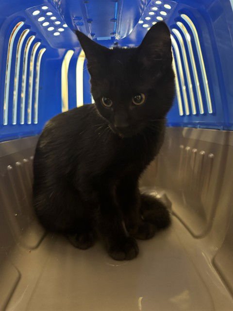 *DAVID ROSE - Domestic Short Hair available for adoption