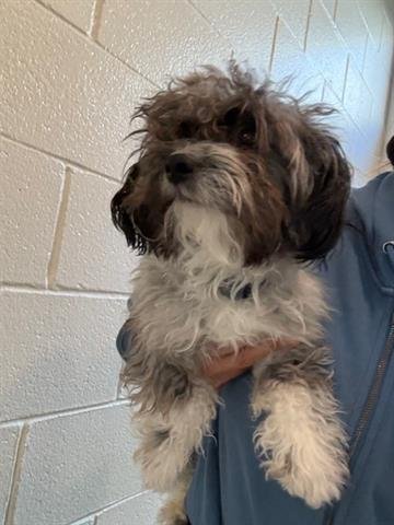 *KIRABO - Poodle (Miniature) / Shih Tzu available for adoption