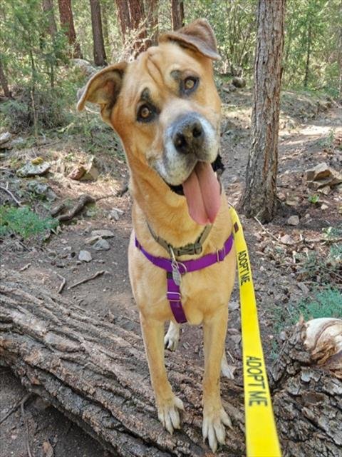 TRIGGER - Siberian Husky / Boxer available for adoption