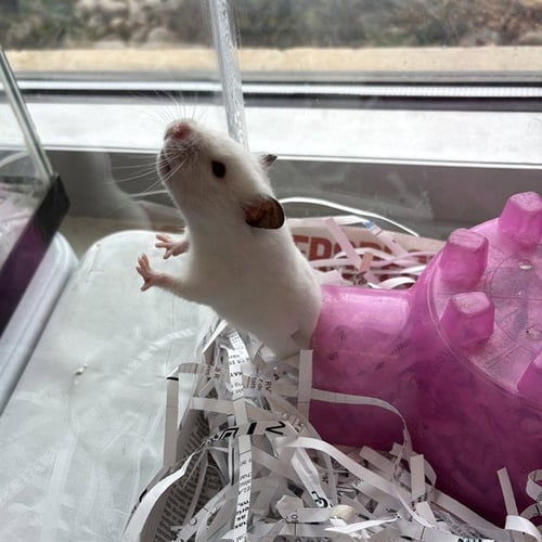 *FAUNA - Hamster available for adoption