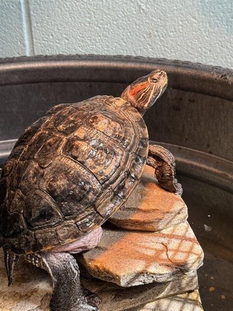 TERRANCE - Turtle available for adoption