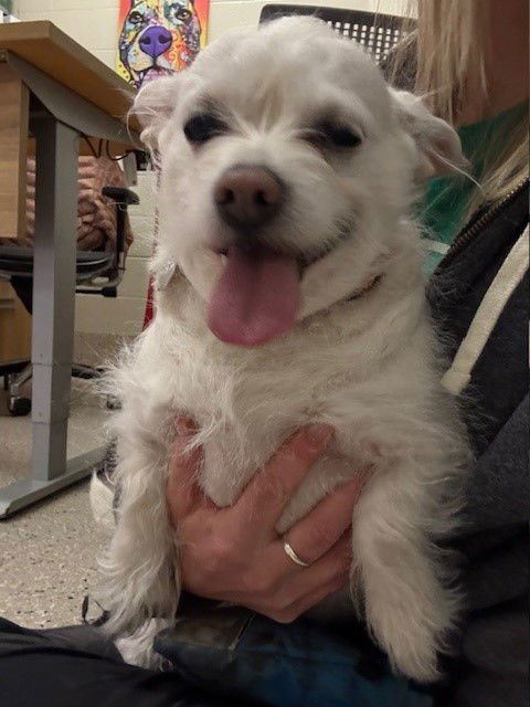 PENNY - Poodle (Miniature) / Chihuahua available for adoption