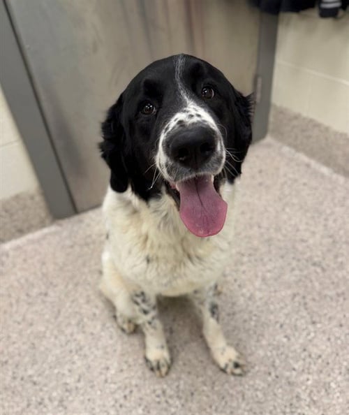 *ADIDAS - Great Pyrenees available for adoption
