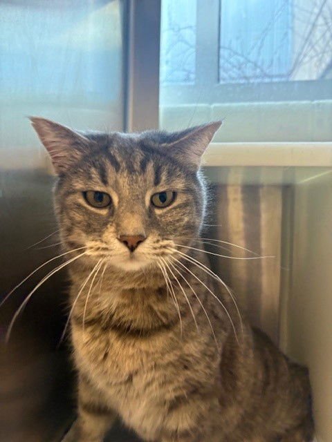 *CIDER - Domestic Short Hair available for adoption