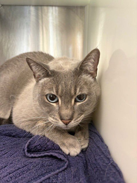 BUDDY - Siamese available for adoption