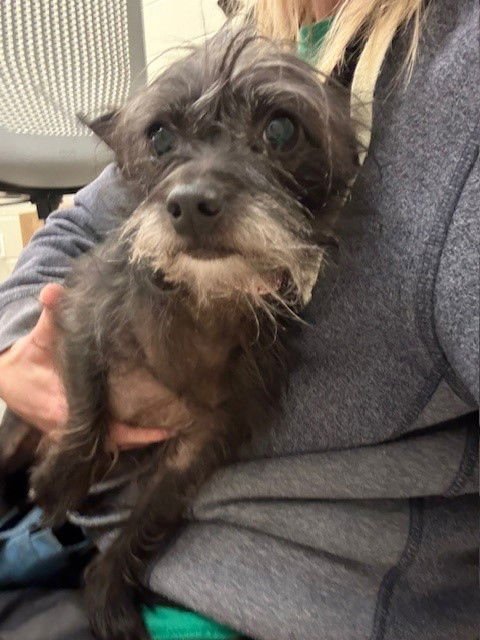 SWEETIE PIE - Chihuahua / Poodle (Miniature) available for adoption