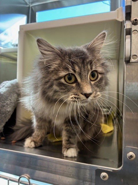 BABES - Domestic Long Hair available for adoption