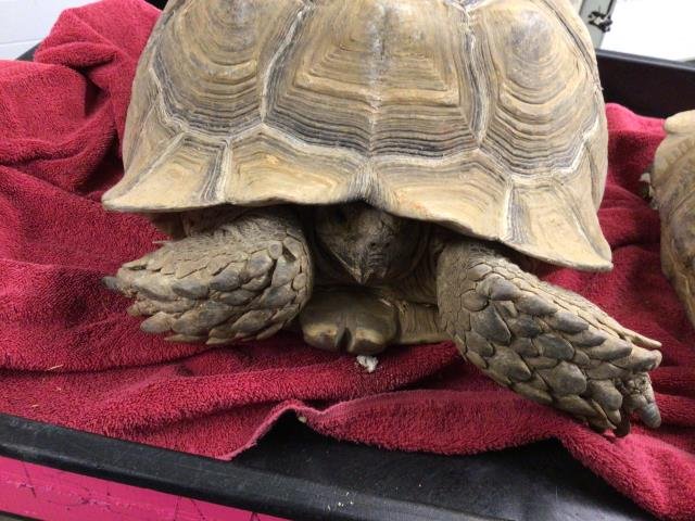 *ROY - Tortoise available for adoption