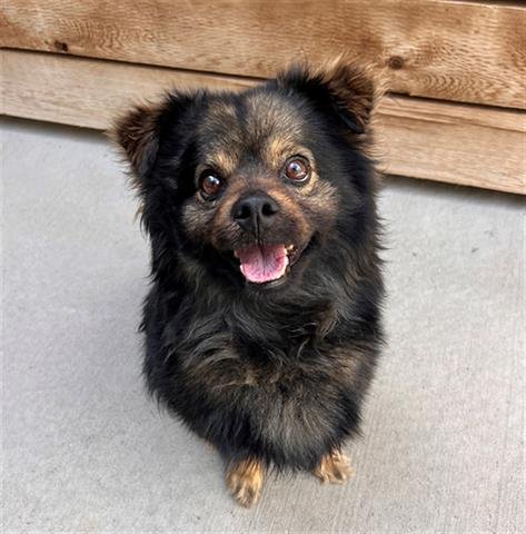 *HORCHATA - Keeshond available for adoption