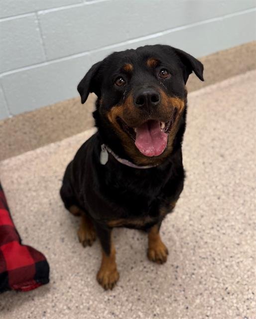 *DUMPLING - Rottweiler available for adoption