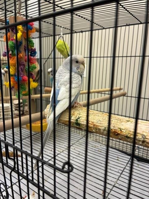 *CHILE - Parakeet - Other available for adoption