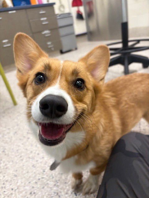 MOCHI - Pembroke Welsh Corgi available for adoption