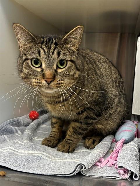 ZAZU - Domestic Short Hair for adoption in Thornton