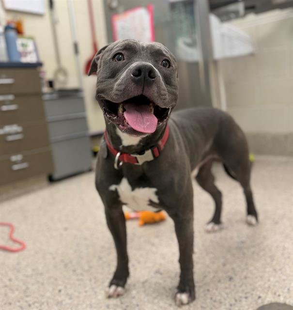 CAINE - American Pit Bull Terrier available for adoption