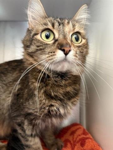 *LA CROIX - Domestic Medium Hair available for adoption