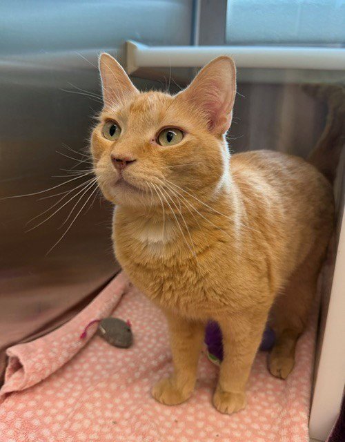 CHITO - Domestic Short Hair available for adoption