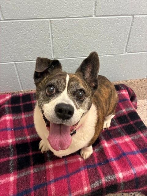 ANNABELLE - Cardigan Welsh Corgi / English Bulldog available for adoption