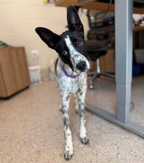*SUMMER - Australian Cattle Dog/Blue Heeler for adoption in Thornton