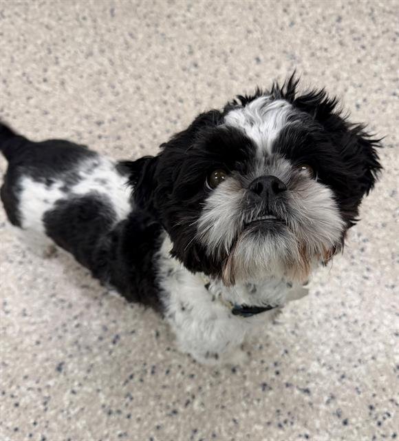 CHARLIE GIZMO - Shih Tzu available for adoption