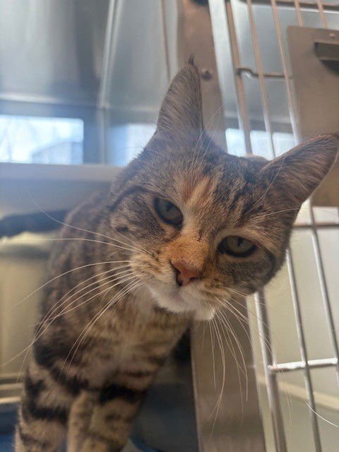 *GRACIE MAY - Domestic Short Hair available for adoption