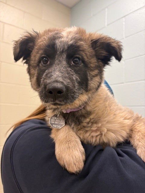 RUMI - Siberian Husky / Australian Cattle Dog/Blue Heeler available for adoption