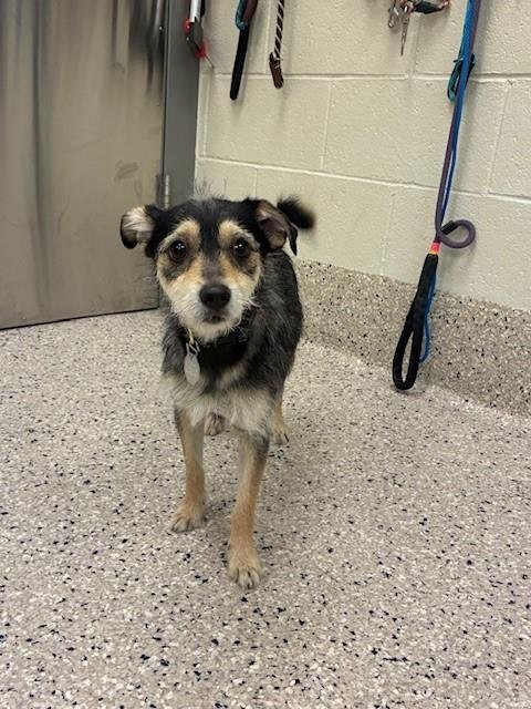 *WOLFE - Terrier available for adoption