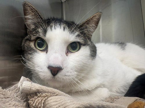 BIGGIE - Domestic Short Hair for adoption in Thornton
