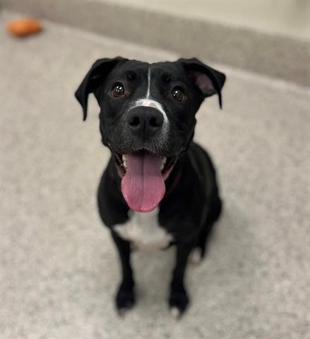 STELLA - Pit Bull Terrier / Labrador Retriever available for adoption