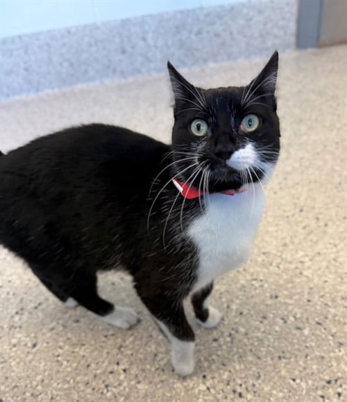 *KAMALA - Domestic Long Hair available for adoption