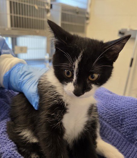 BONKERS - Domestic Short Hair available for adoption