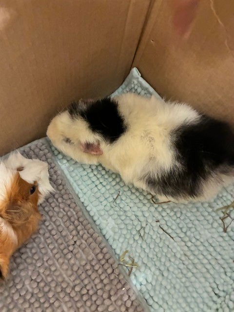 ORIANA - Guinea Pig available for adoption