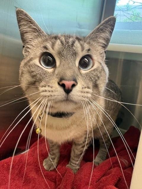 KIT - Domestic Short Hair available for adoption