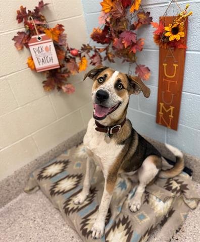 *DREW - Australian Cattle Dog/Blue Heeler available for adoption