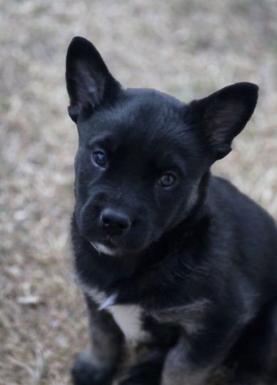 *BOB - Siberian Husky / Australian Cattle Dog/Blue Heeler available for adoption